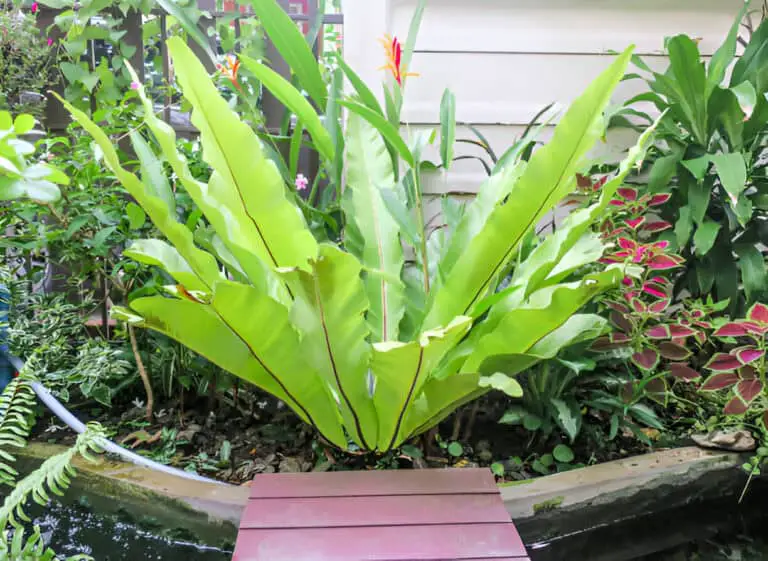 birds nest fern in the garden