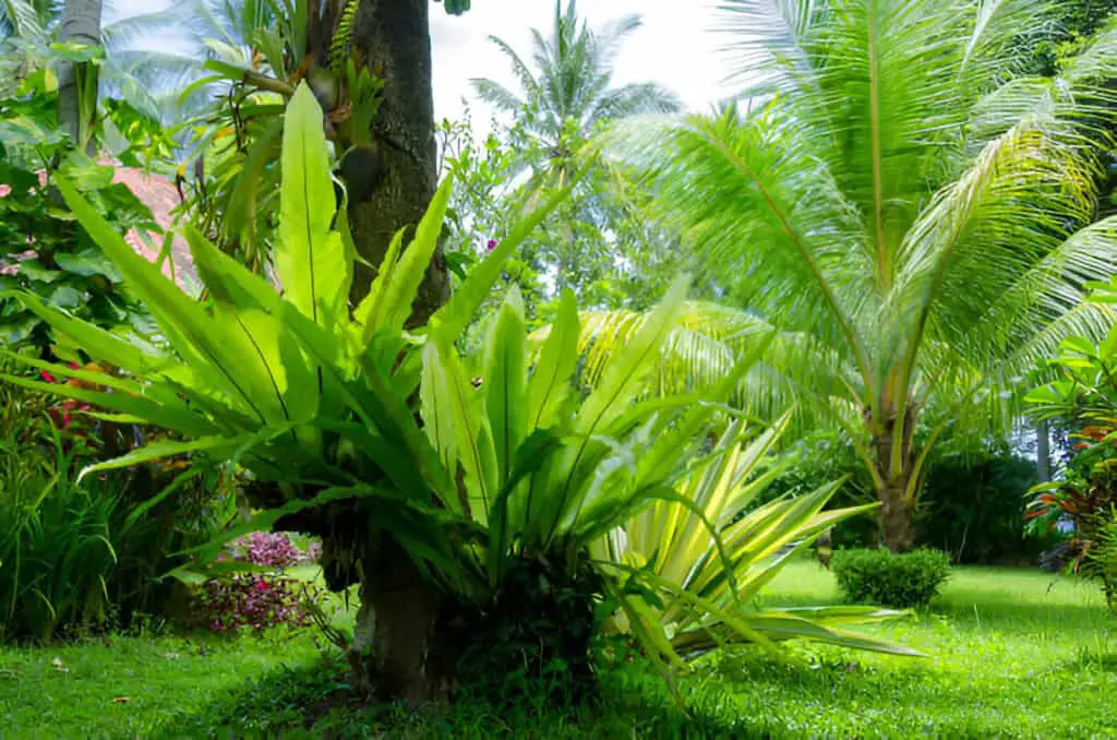 birds nest fern plants on palm