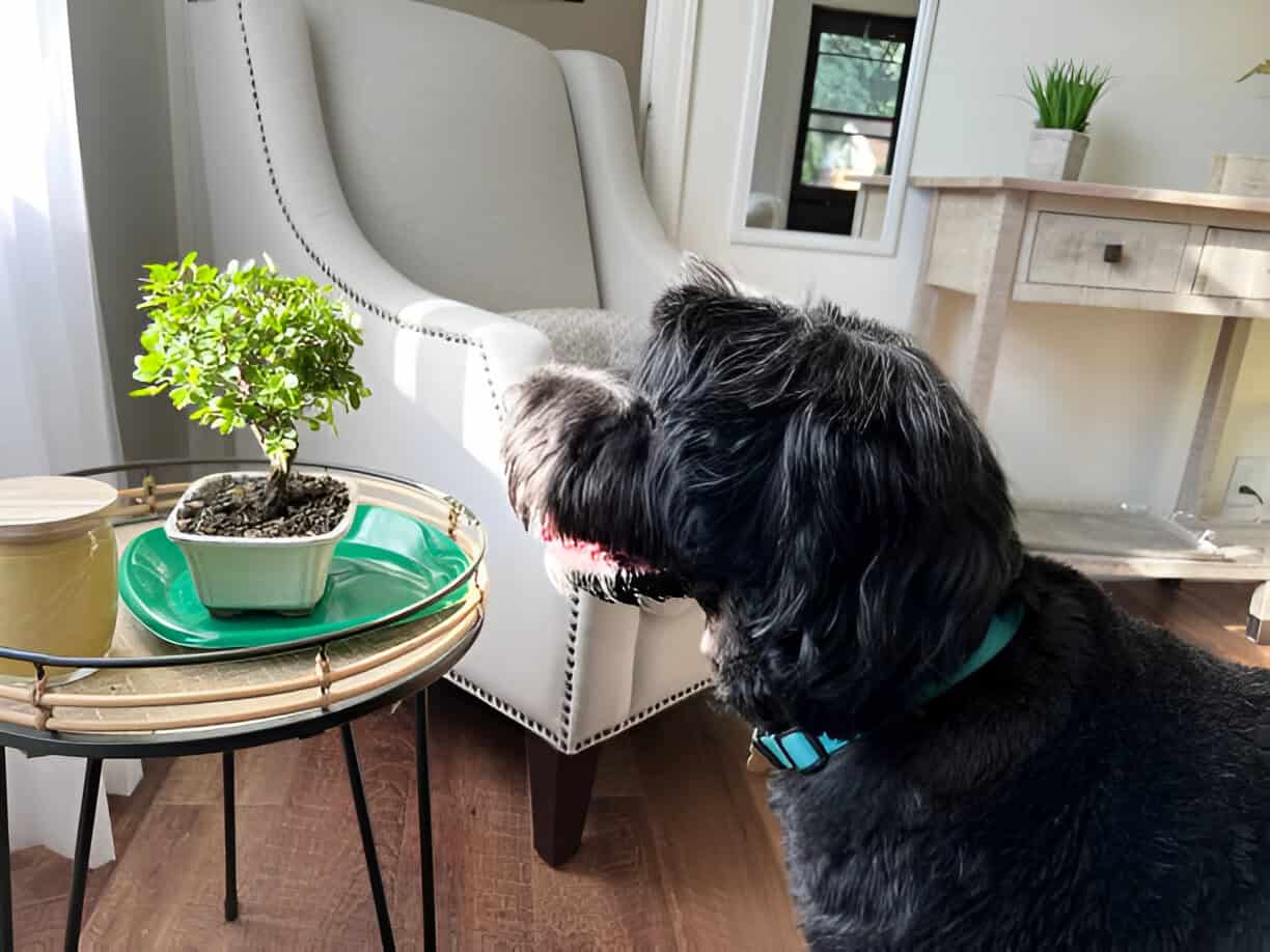 black portuguese water dog looking at bonsai tree