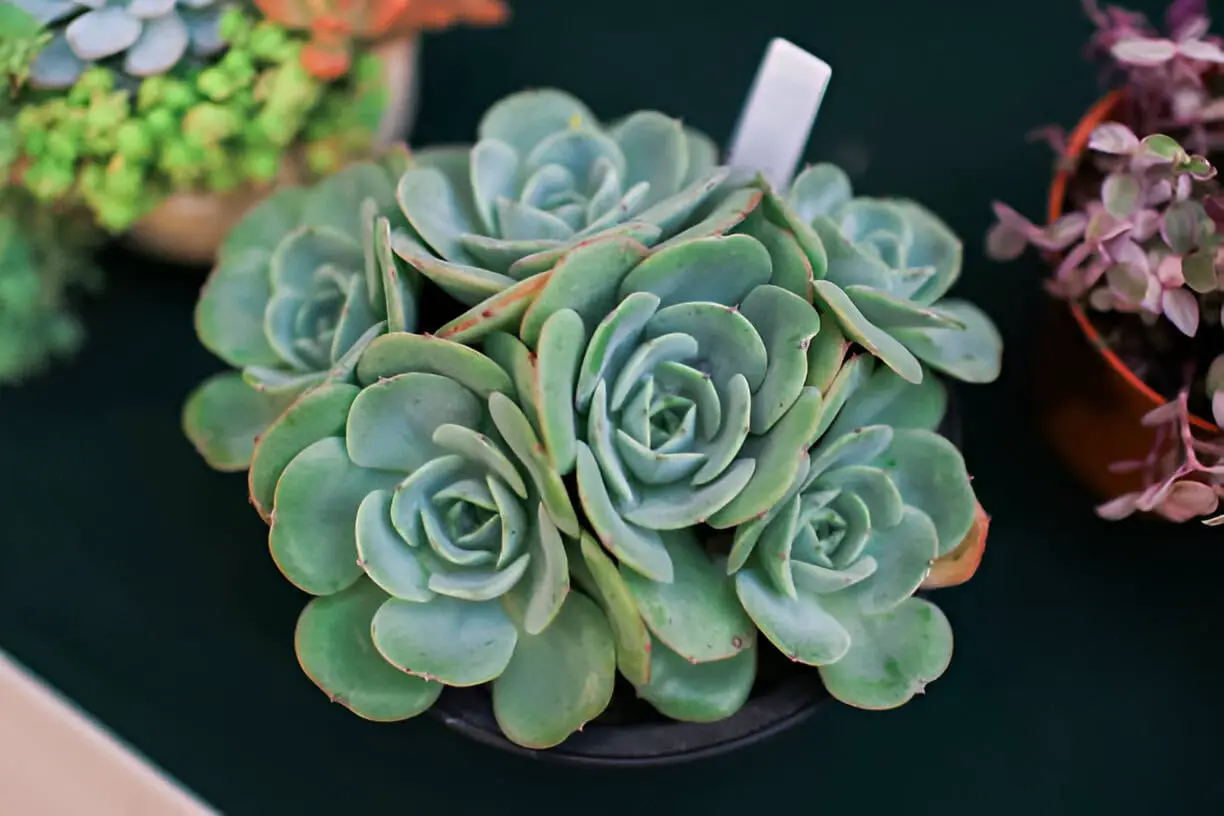 blooming succulent echeveria elegans