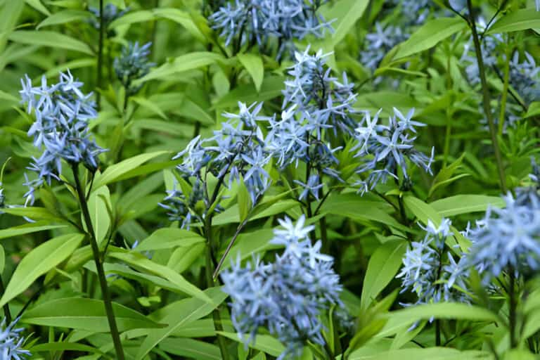 blue amsonia orientalis also-known as blue star in flower