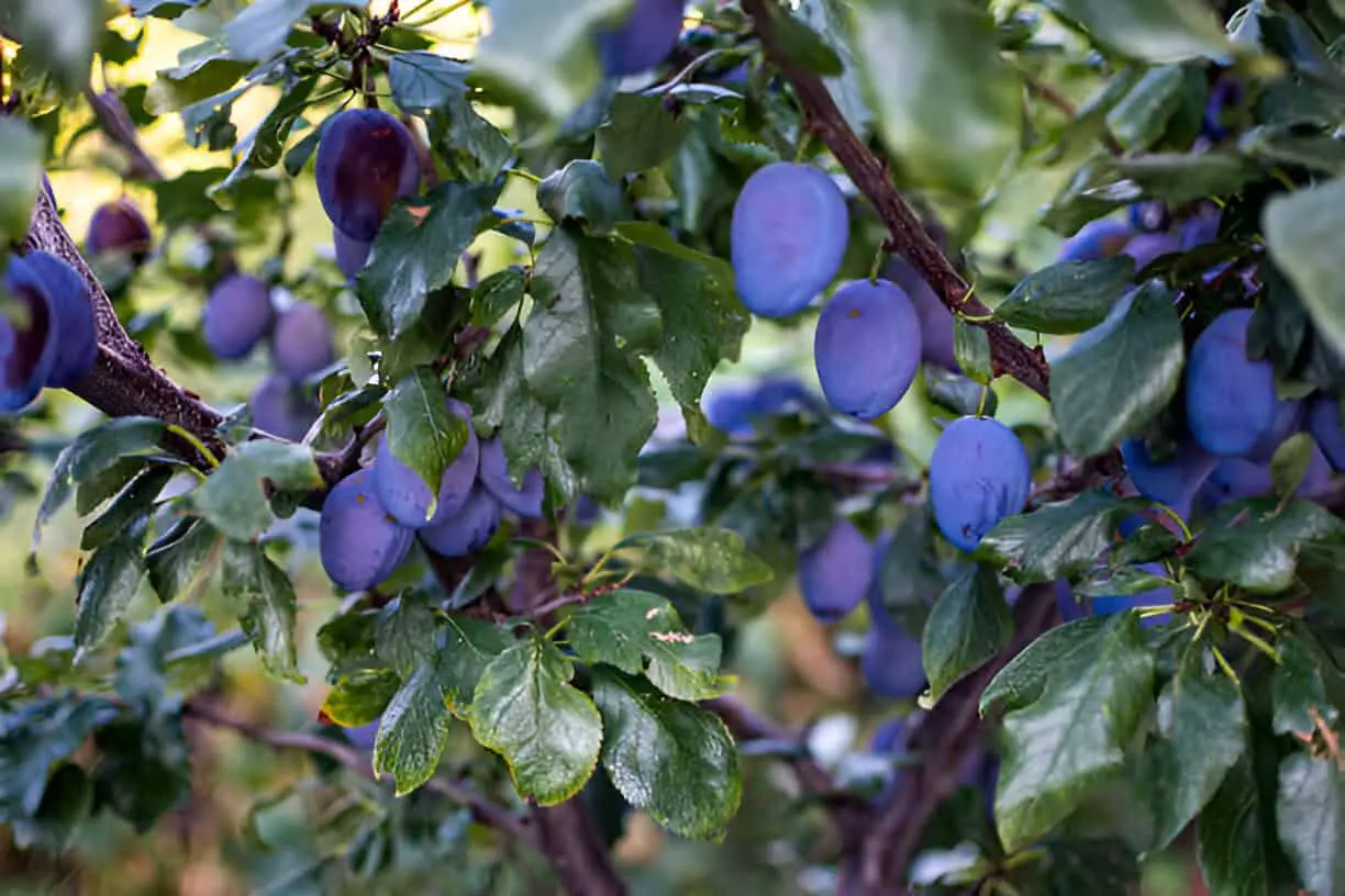 blue purple fruits of a stanley prune plum