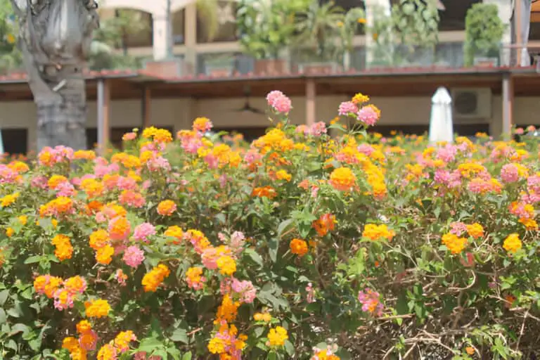 bright flowers on bush in sunlight