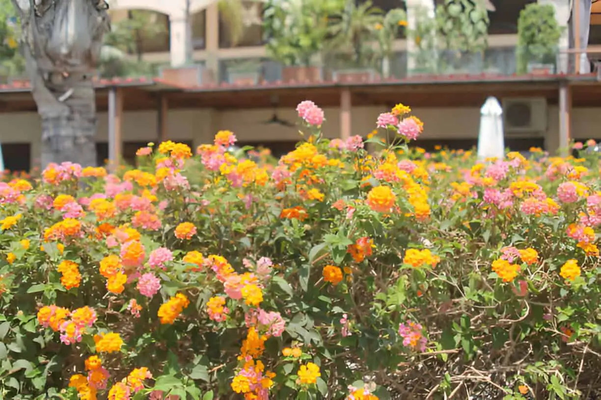 bright flowers on bush in sunlight