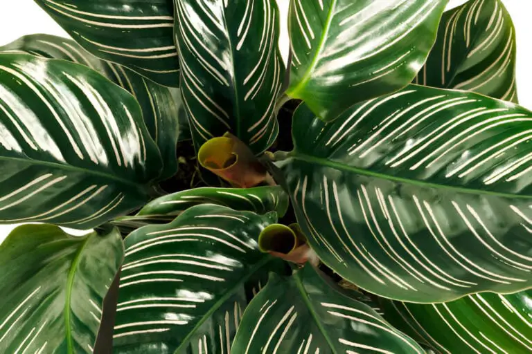 calathea ornata leaves