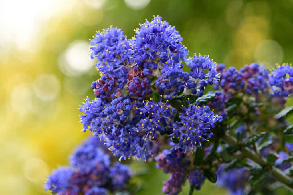 californian lilac