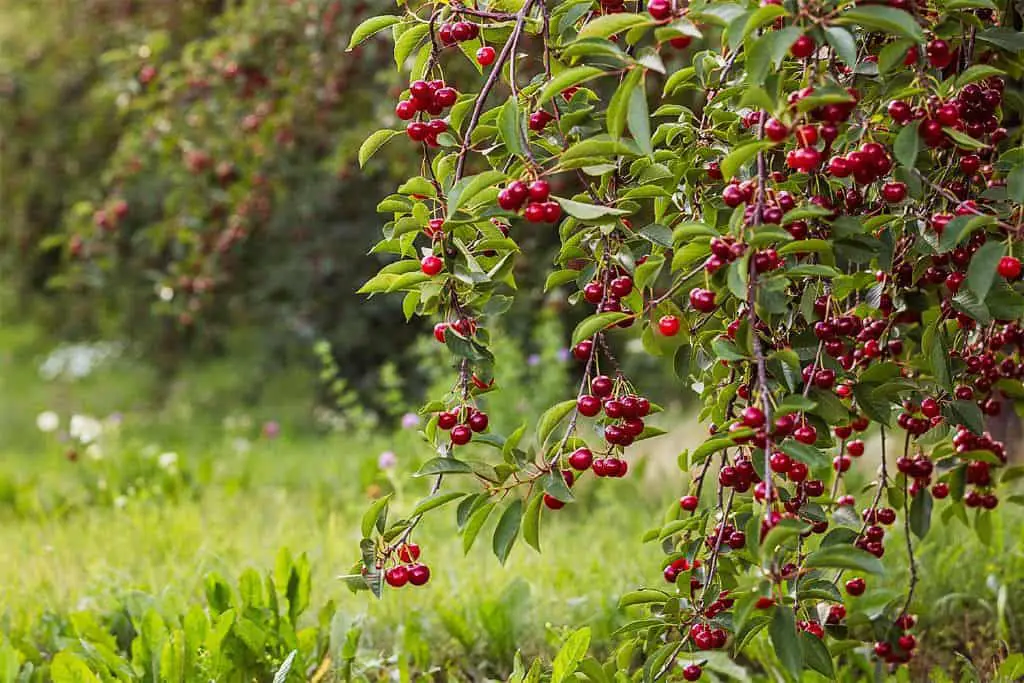 cherry tree prunning