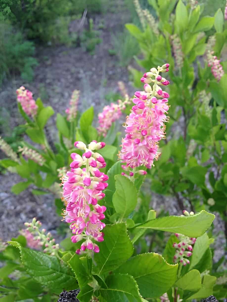 clethra alnifolia pink spire plant blossoming