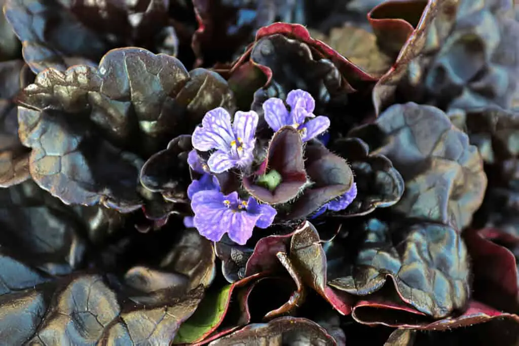 cluster of bugleweed trumpet shaped flowers