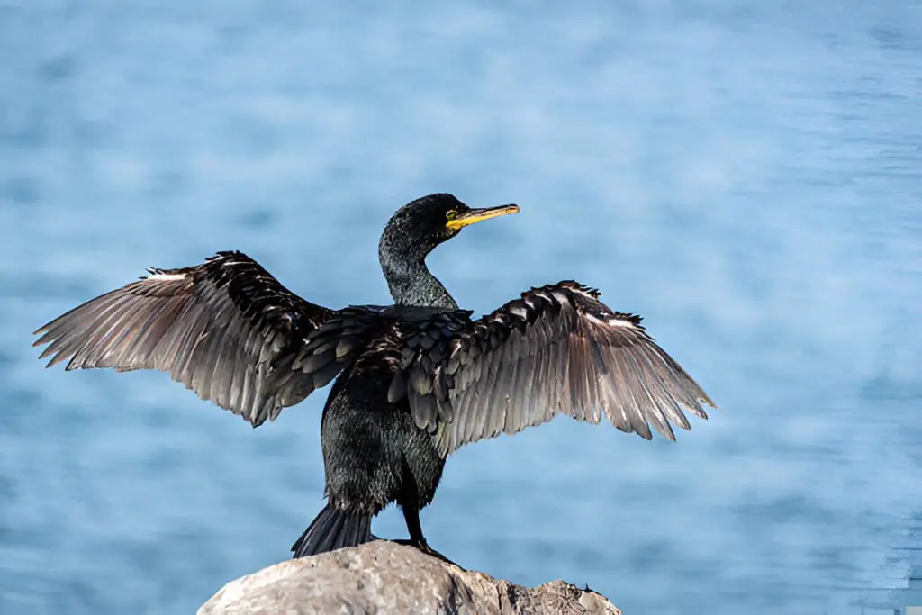 cormorant spreading its wings to dry