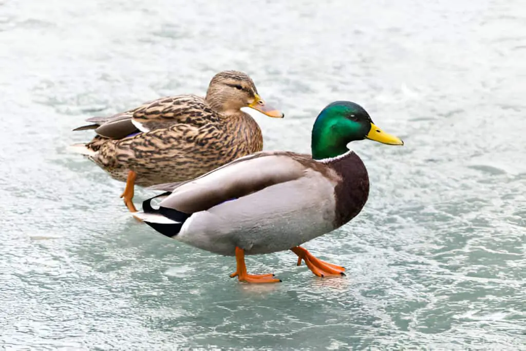Two ducks walking on ice in a pond.