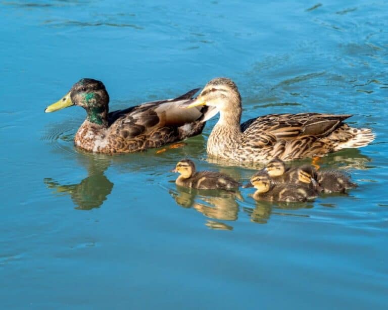 duck family ducklings