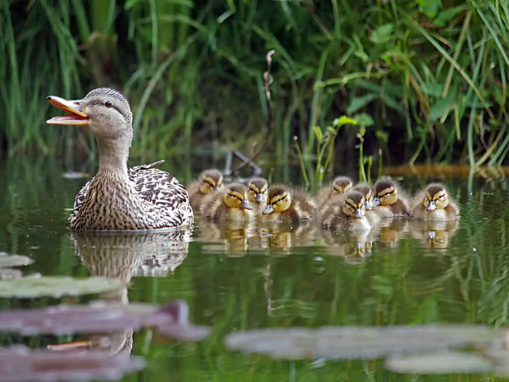 duck with chicks