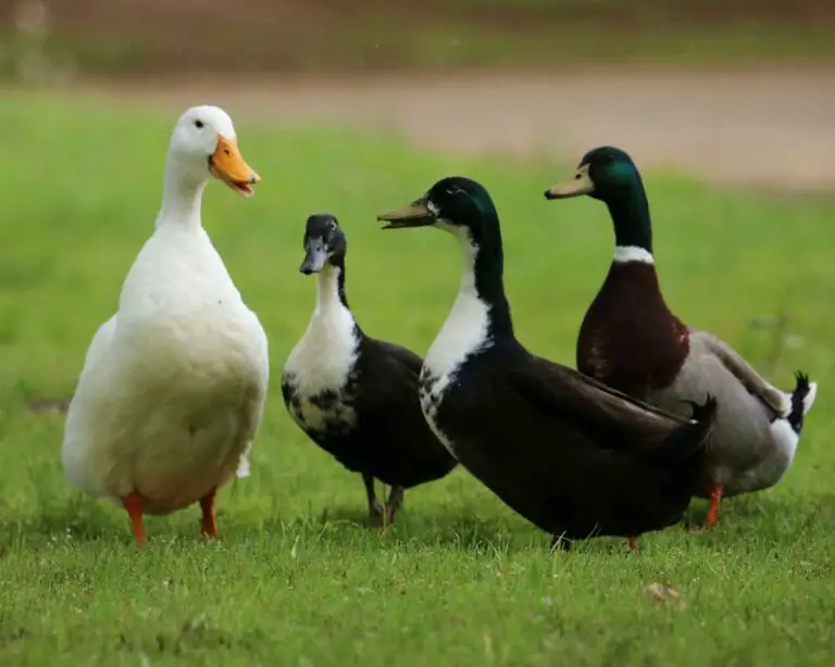 ducks and goose on grass