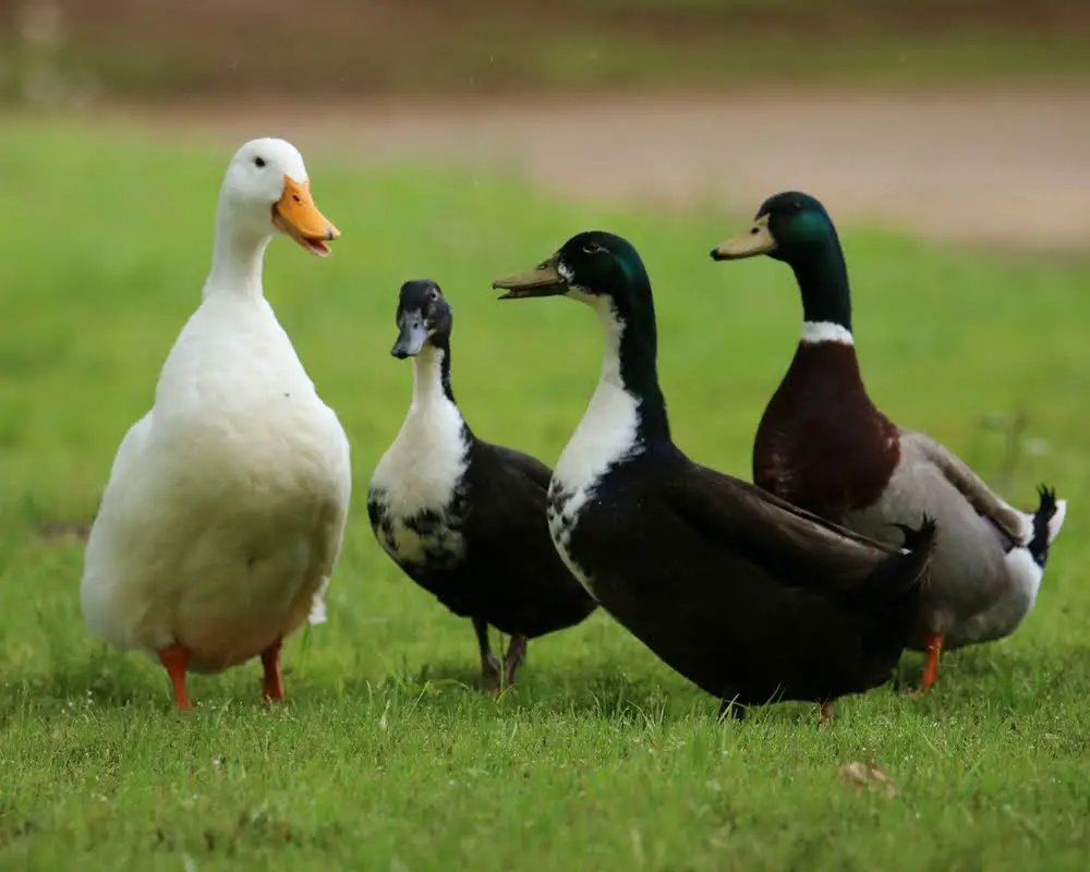 ducks and goose on grass