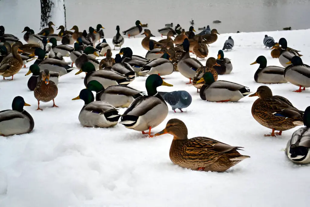 ducks and pigeons in winter
