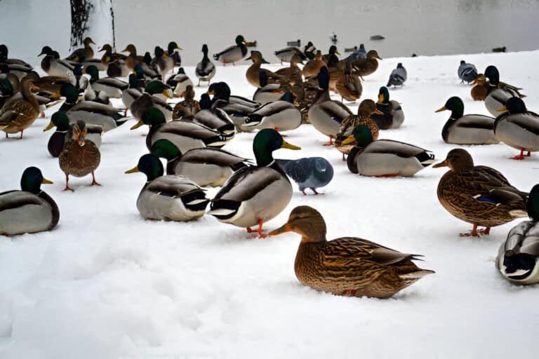 Two ducks walking on ice in a pond.