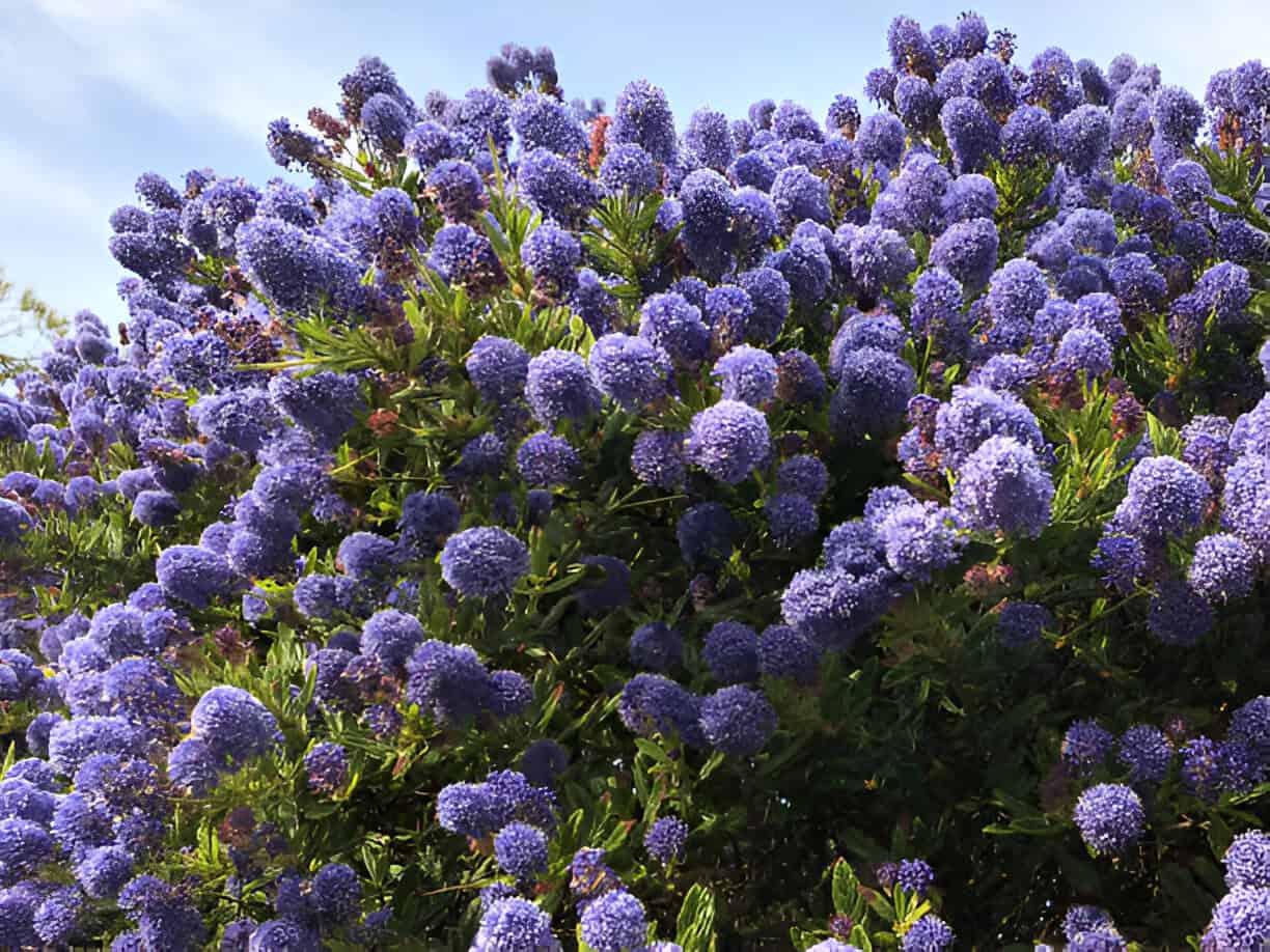 english rockery flower garden with blue ceanothus flowers