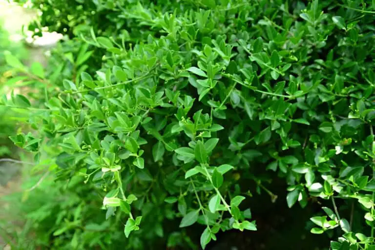 euonymus japonicus var microphyllus-growing-on-coastal-hillside