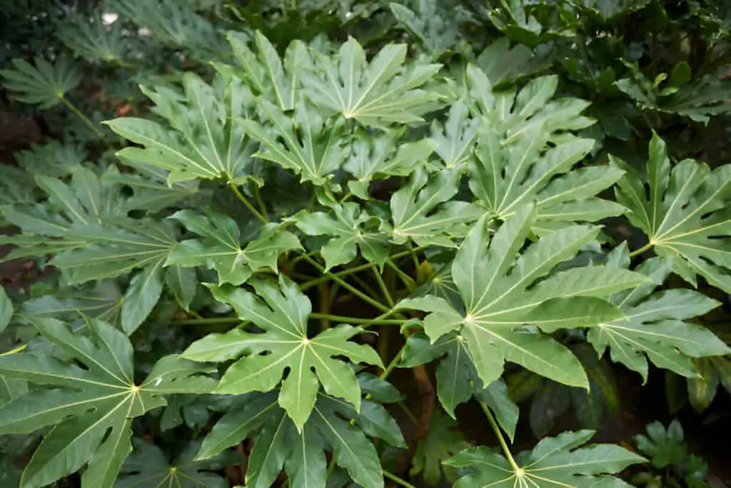 fatsia japonica