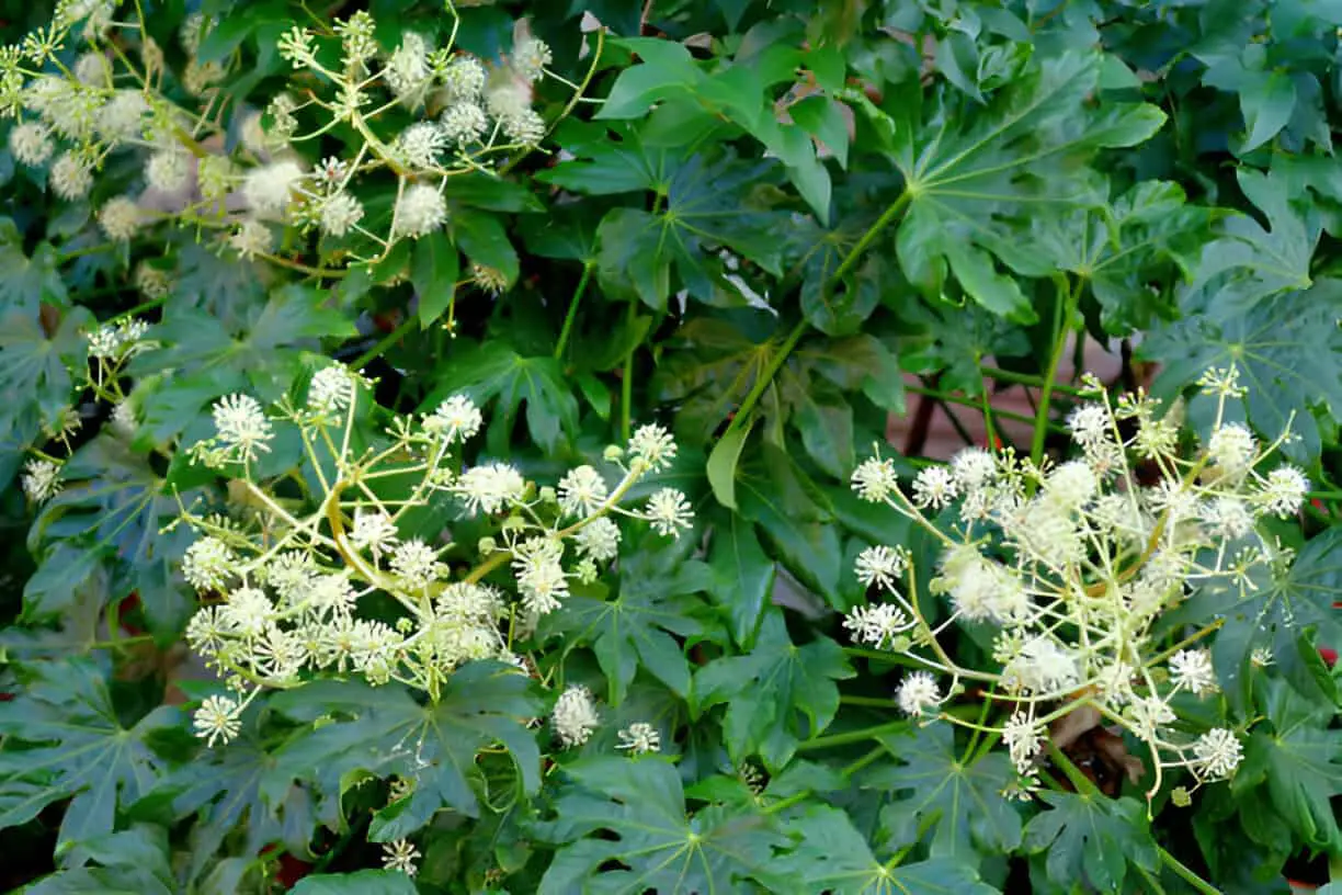 fatsia japonica japanese aralia glossy leaved paper plant big leaf