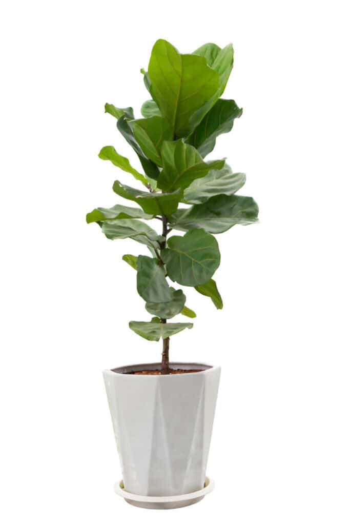 fiddle leaf fig ficus lyrata plant
