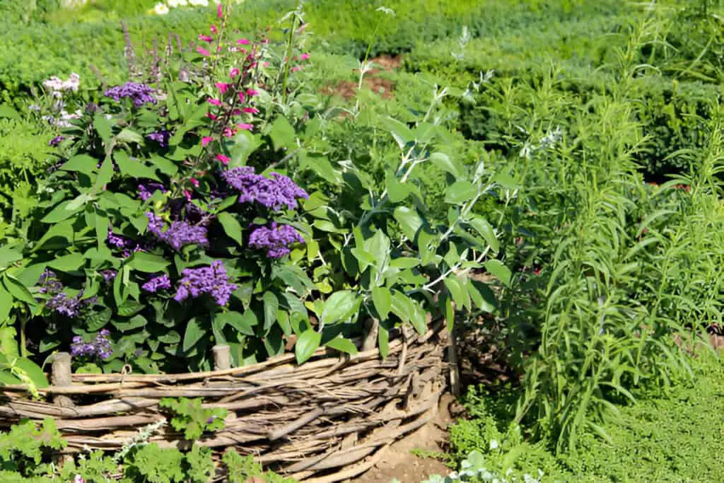 herb and flower garden