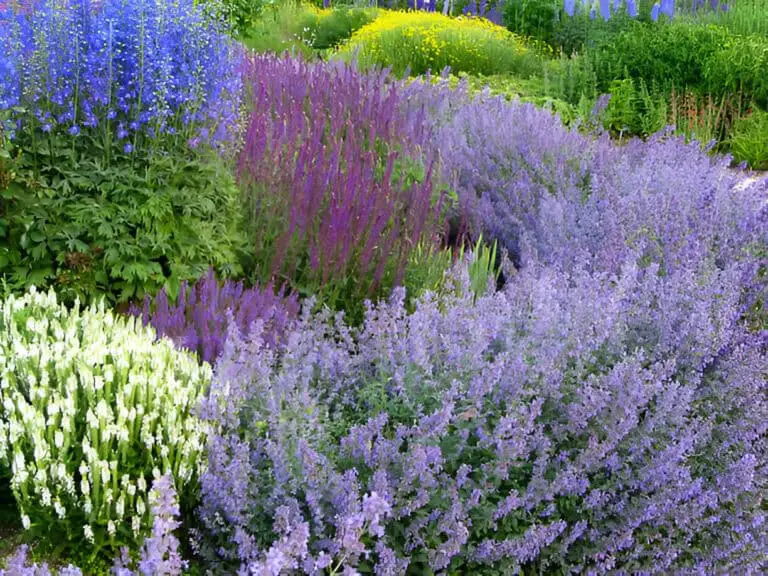 herb garden catnip