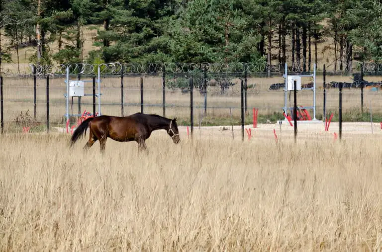 horses on wild savannah