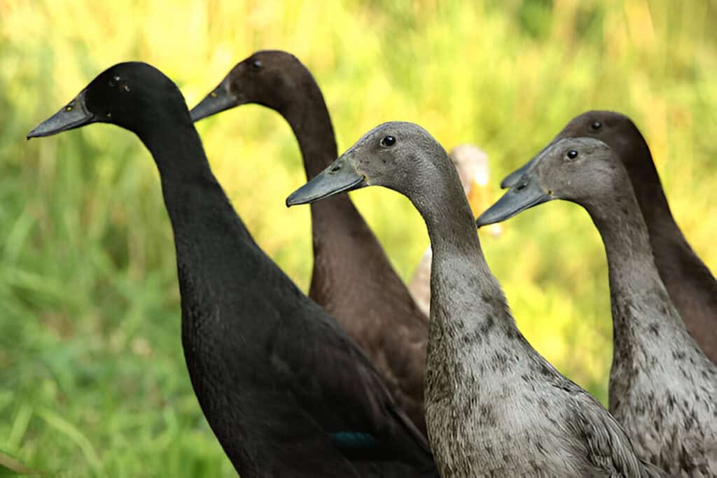 indian runnuer farm animals