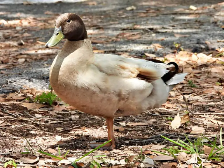 Can Duck Droppings Make You Sick? The Dirty Truth Behind the Mess