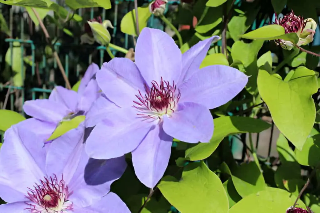 large blue clematis flowers and green leaves
