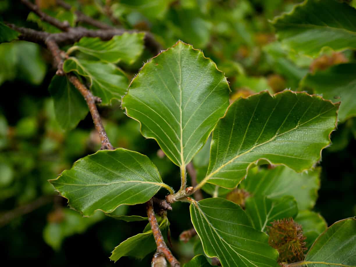 leaves of a european beech branch fagus sylvatica