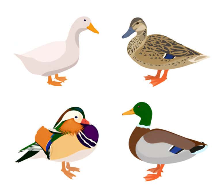 male ducks many color