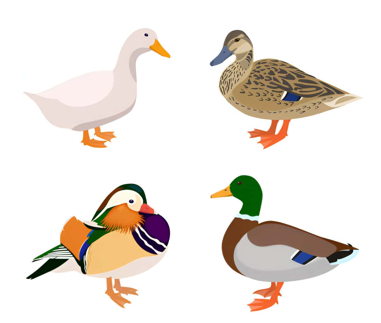 male ducks many color