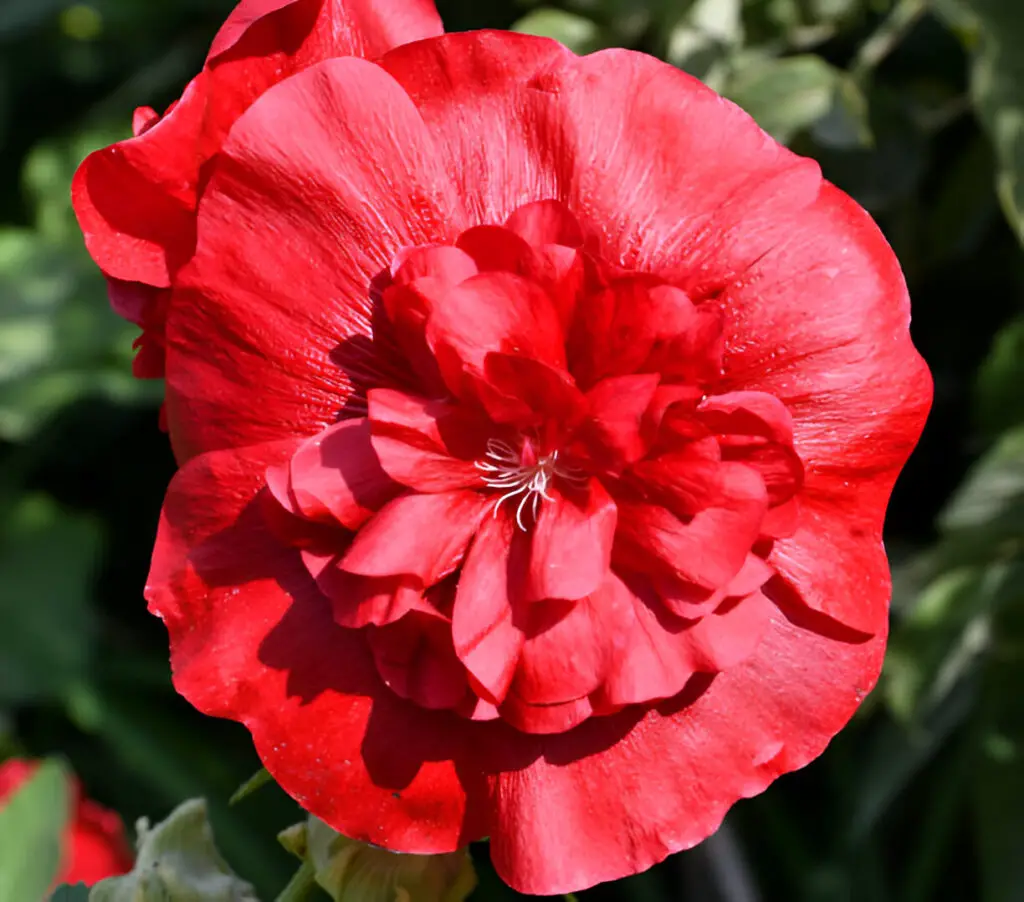 malva terry red flower fiesta hollyhock