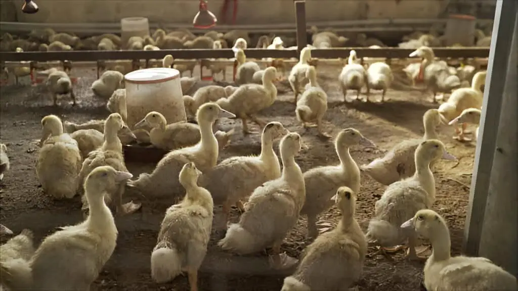 many yellow ducklings standing on farm