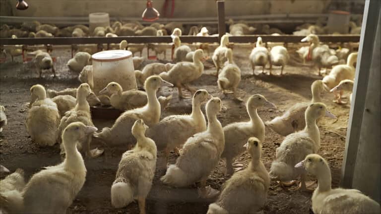 What Is Poisonous to Ducks? 12 Things You Should Never Feed Them
