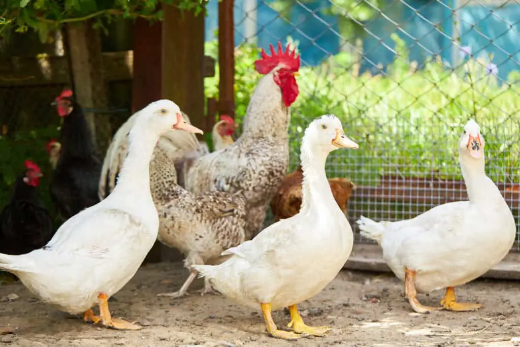 poultry yard chicken ducs and cock at farmyard. rural domestic animals.