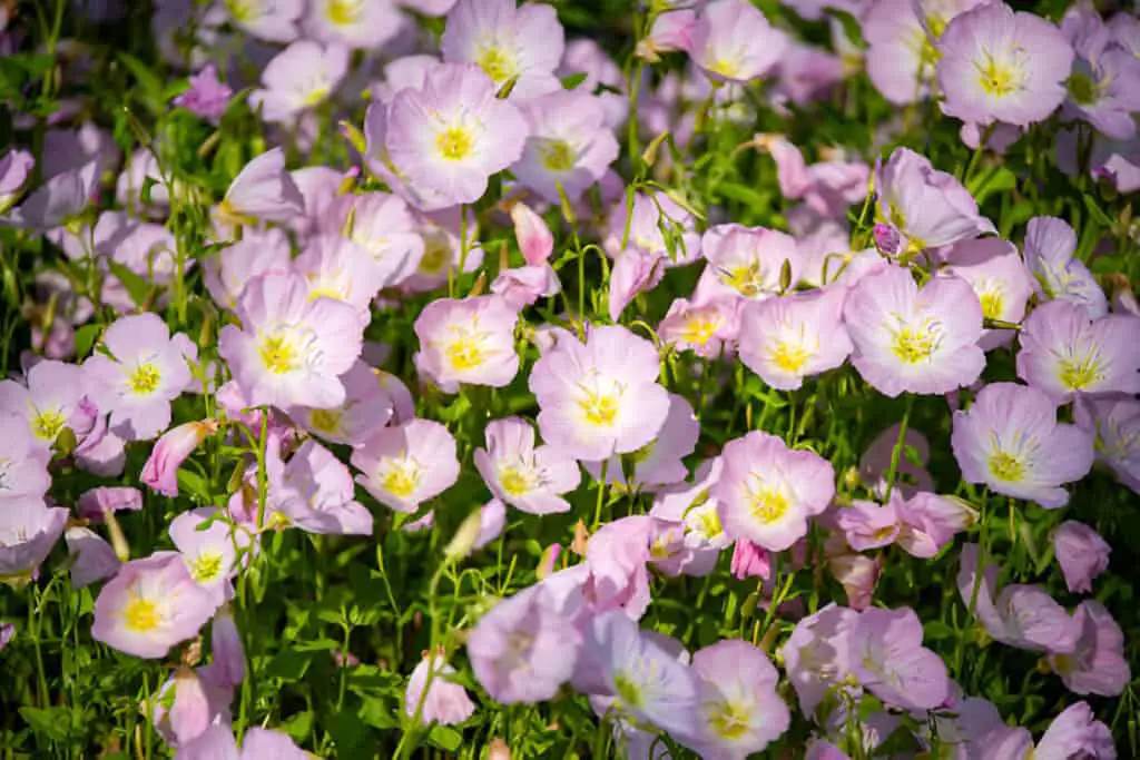 oenothera speciosa