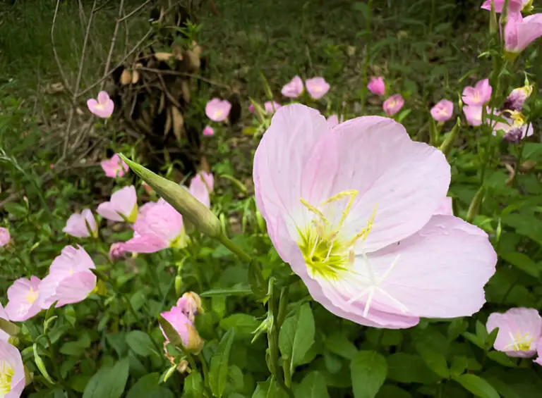 oenothera speciosa commonly known as pinkladies pink evening primrose