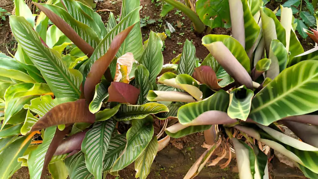 plant flower goeppertia ornata for garden