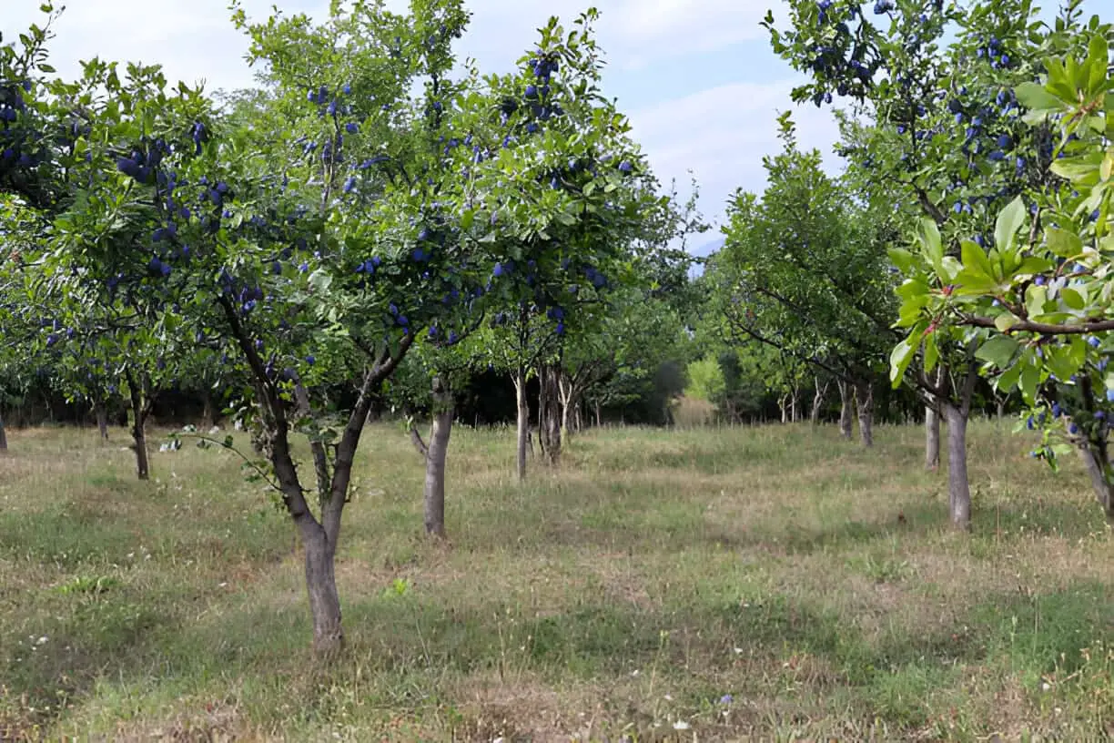 plums tree in orchard on sunny-summer day