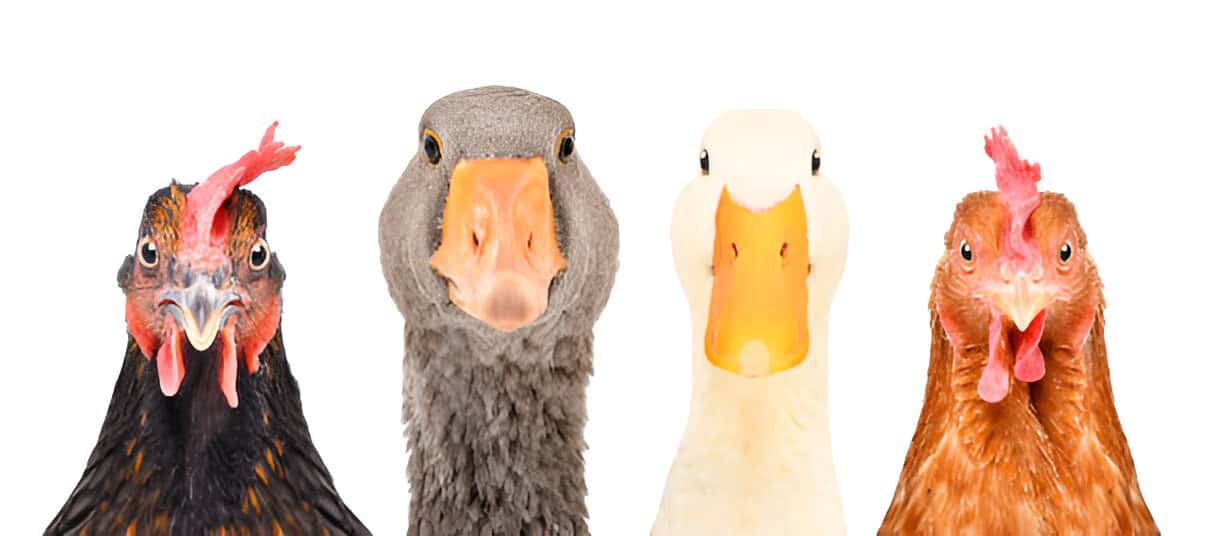 poultry ducks rooster