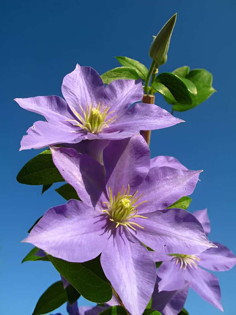 purple clematis