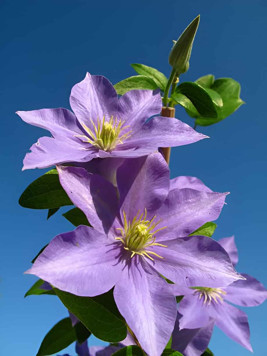 purple clematis