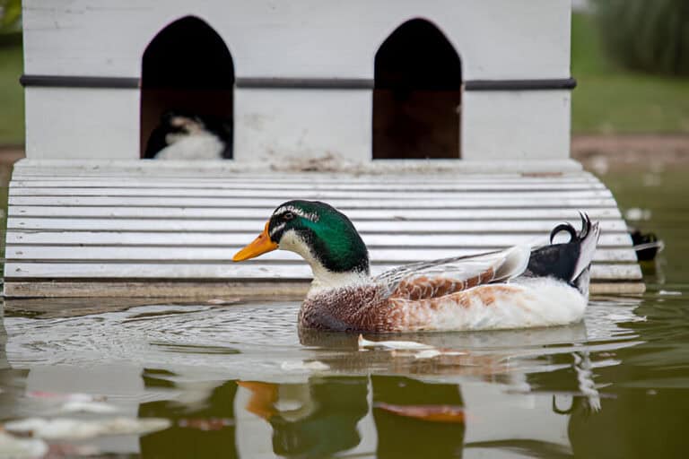 rouen duck in a public park