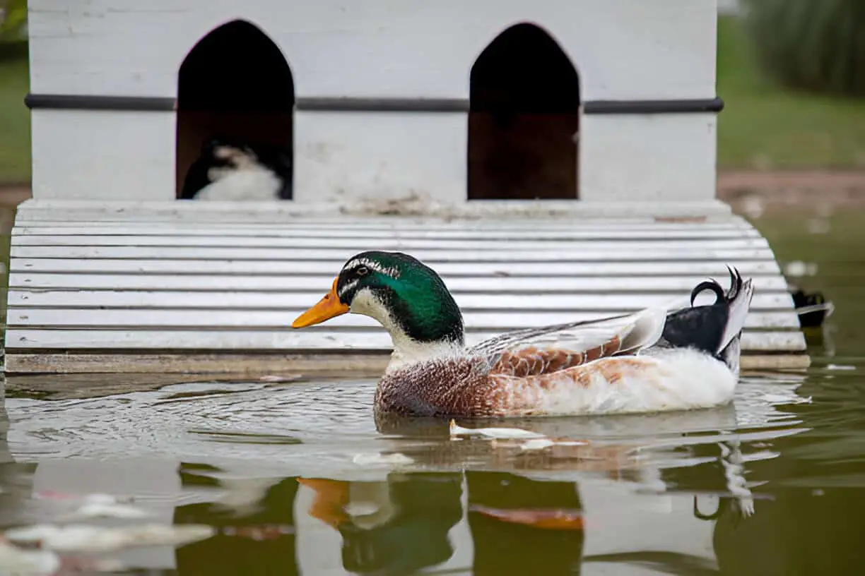 rouen duck in a public park
