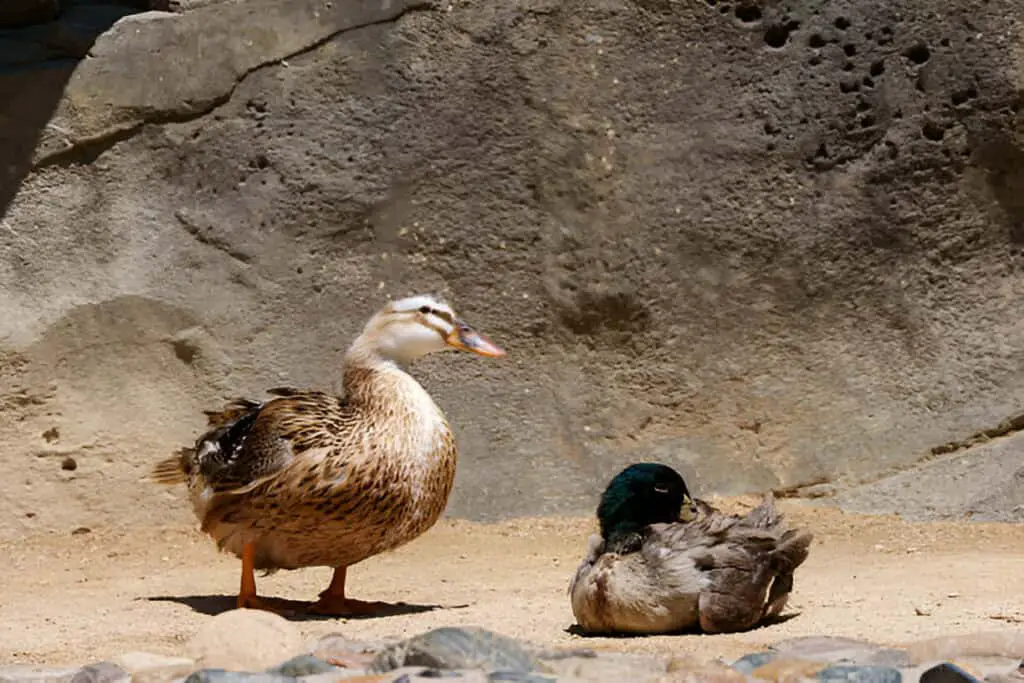 rouens duck resting peacefully in the sun