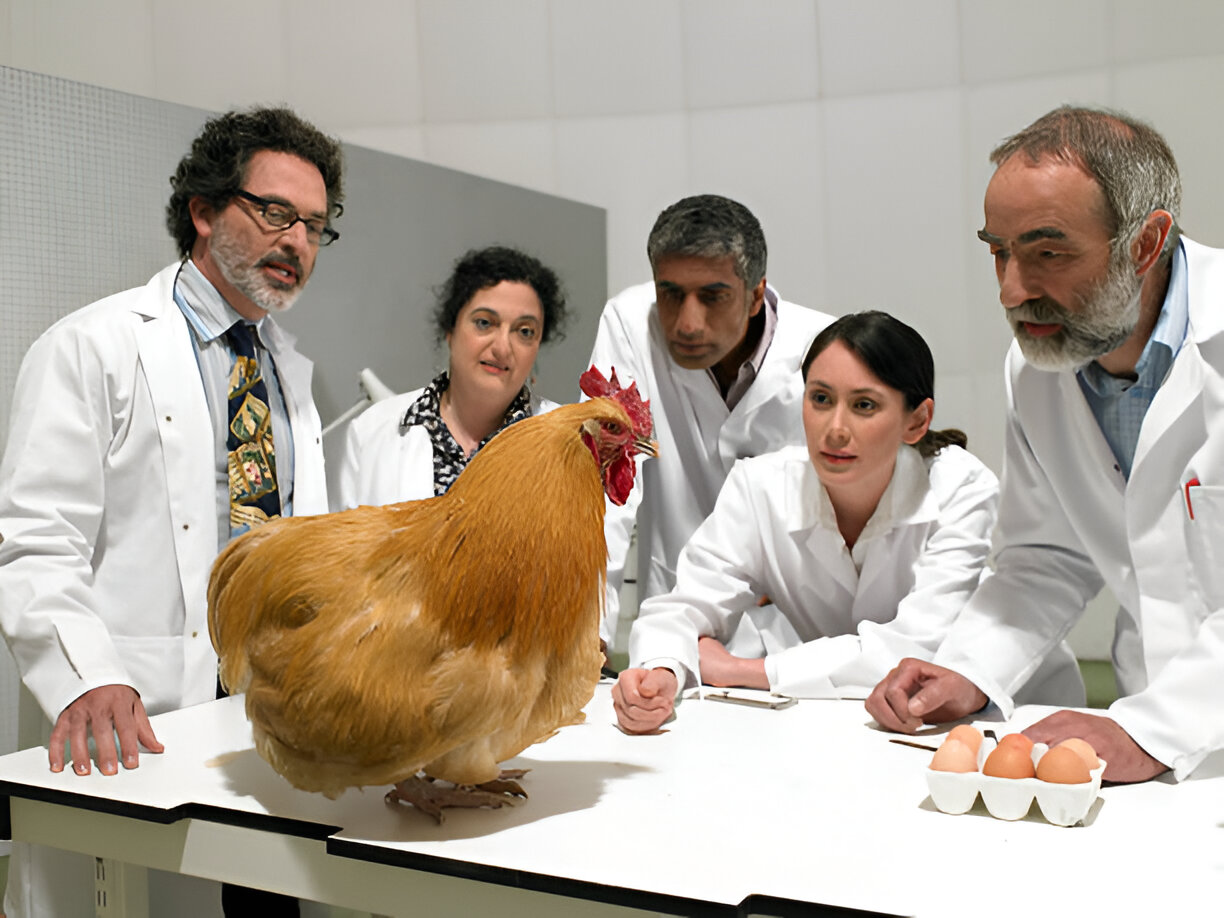 scientists examine chicken in laboratory